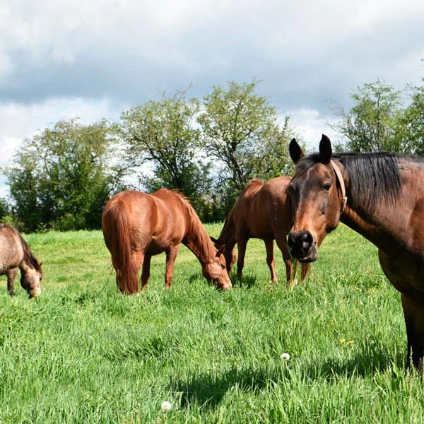 Pension pour chevaux à Saint-Angel, Puy-de-Dôme